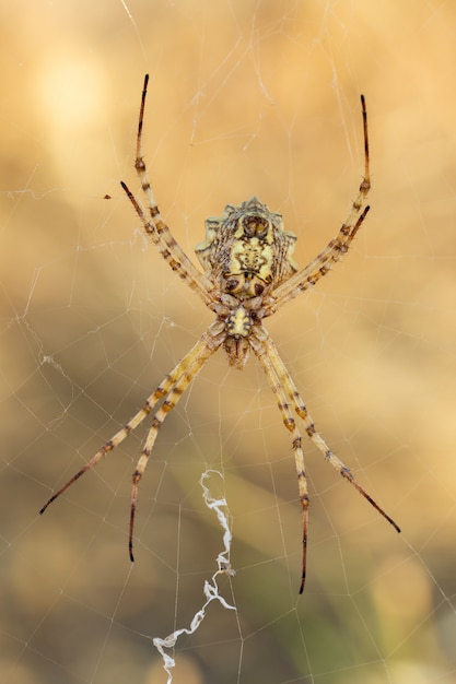 Araignée dans sa toile.