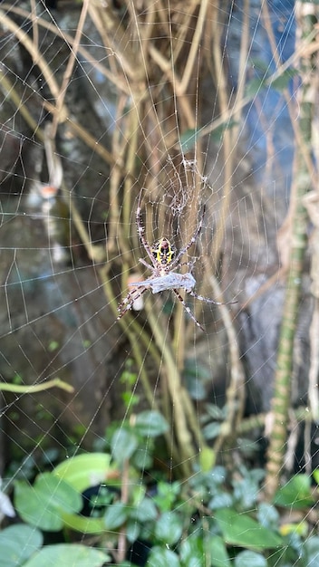 Une araignée dans une toile avec un insecte dedans