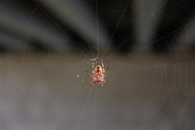 Photo l'araignée dans la toile sous le pont