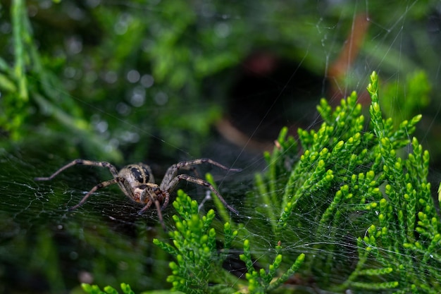 Araignée entonnoir au seuil de son vison