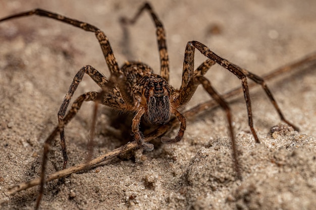 Araignée errante adulte