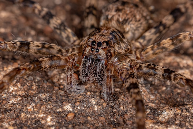 Araignée errante femelle adulte de la famille des Ctenidae