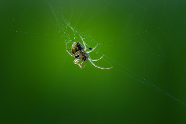 L'araignée est accrochée à la corde