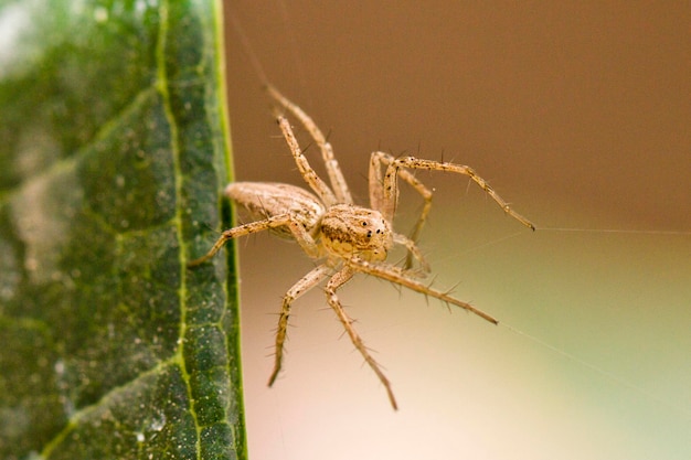 Une araignée est assise sur une feuille dans le jardin.