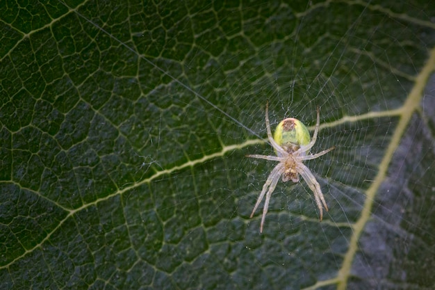 Une araignée est assise sur une feuille dans le jardin.