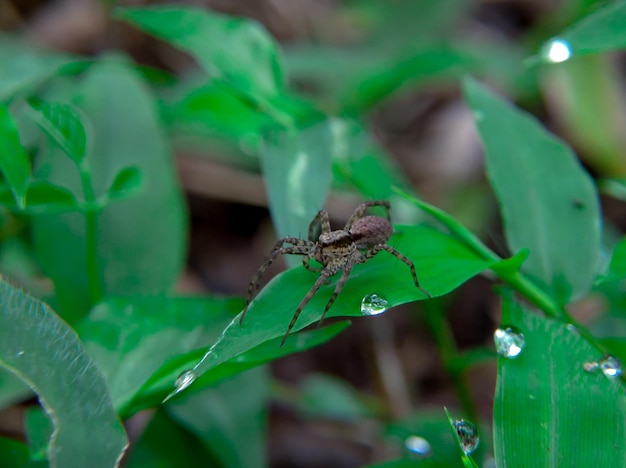 Une araignée est assise sur une feuille avec des gouttelettes d'eau dessus.