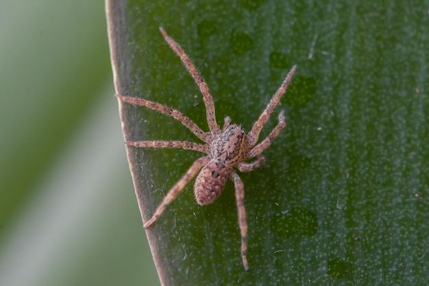 Une araignée est assise sur une feuille, avec le mot araignée dessus.