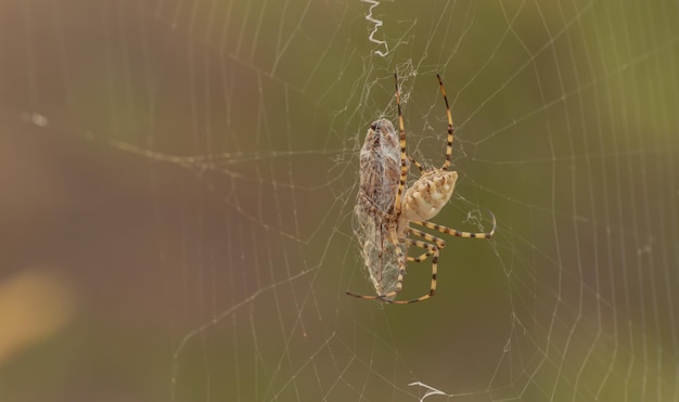 Une araignée est assise sur sa toile avec sa queue enroulée