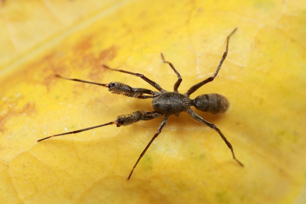 Araignée sur feuille jaune