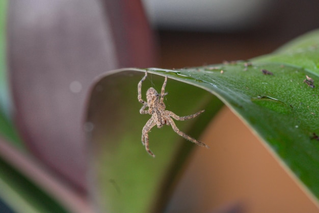 Une araignée sur une feuille avec le mot araignée dessus