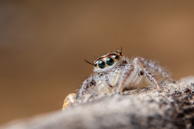 Araignée sur feuille sèche