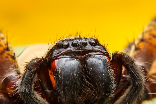 Araignée sur feuille verte