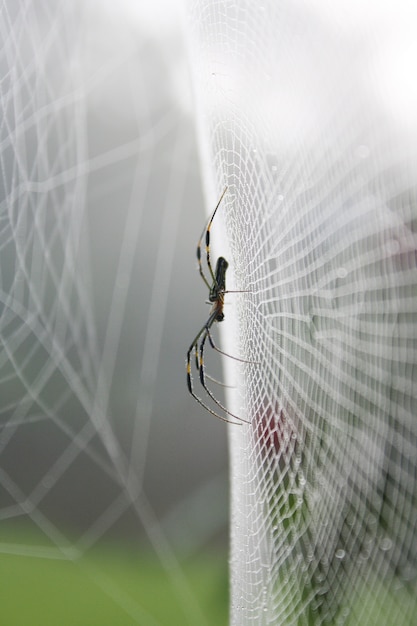 Araignée Sur la fibre