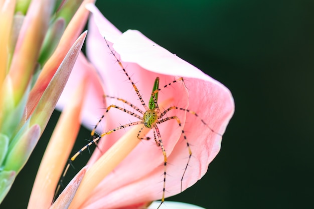 araignée sur fleur de canna