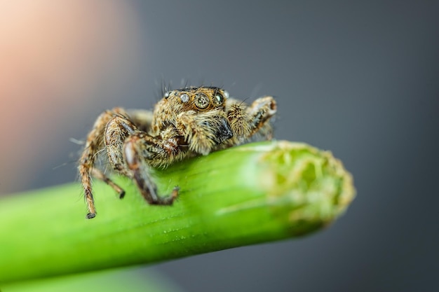 Araignée sur fond de feuille d'arbre araignée macro sur feuille animal sauvage qui se cache sur une feuille