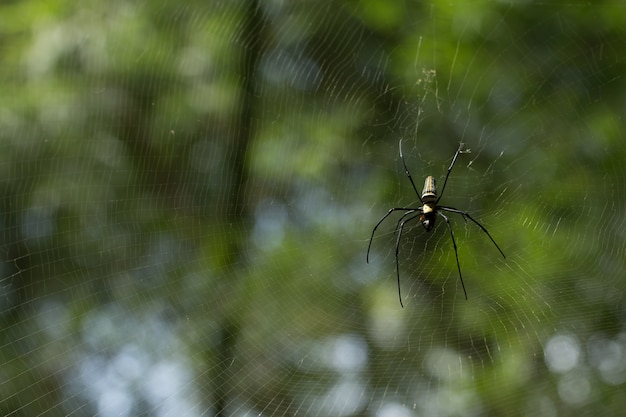 Une araignée sur fond flou vert