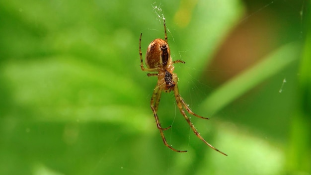 Araignée sur fond vert