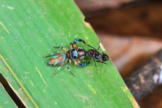 araignée en forêt