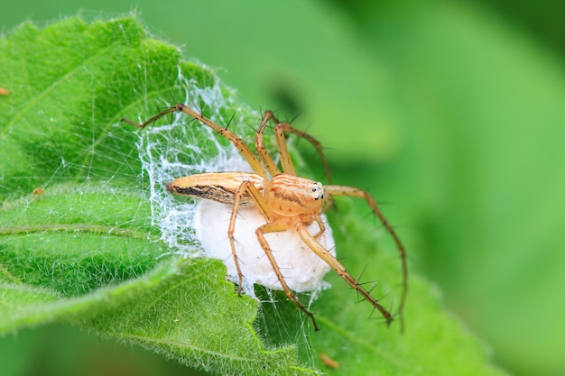 araignée en forêt