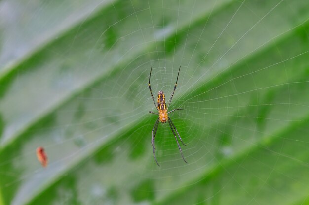 Araignée en forêt