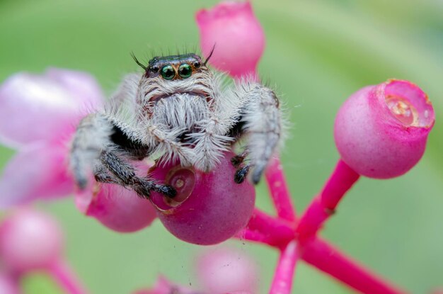 Photo une araignée en gros plan sur une fleur rose