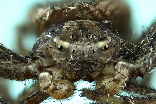 Une araignée avec une grosse tête et une petite tête qui a un petit œil au beurre noir.