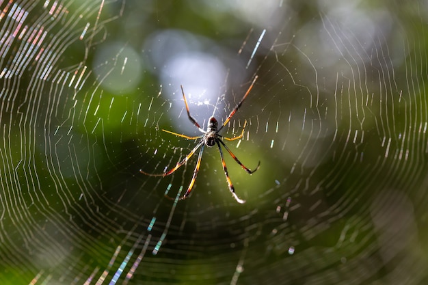 Photo l'araignée indigène sur sa toile à madagascar