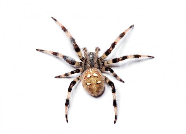 Araignée isolée sur blanc