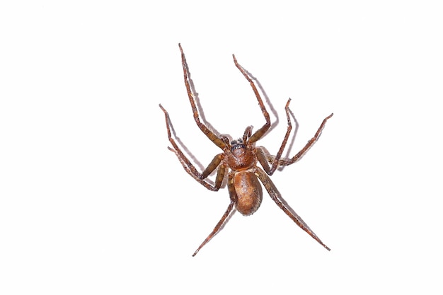 Araignée isolée sur fond blanc.