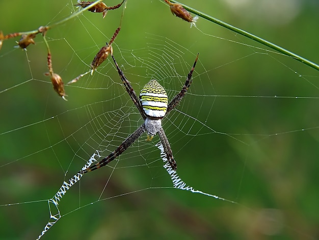 Araignée de jardin appelée Argiope amoena