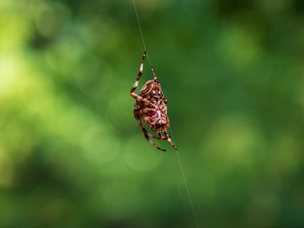 Araignée de jardin européenne diadem spider orangie cross spider et orb weaver couronné Araneus diadematus