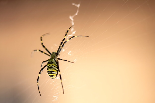 araignée de jardin rare est assis sur une toile, un grand plan