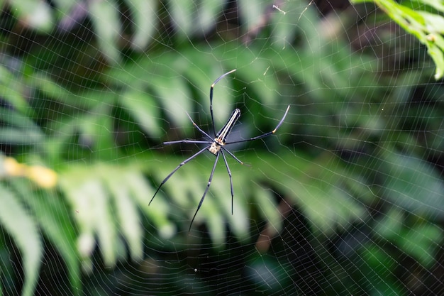 Photo araignée jaune et noire avec de longues pattes sur sa toile sur un fond vert de plantes