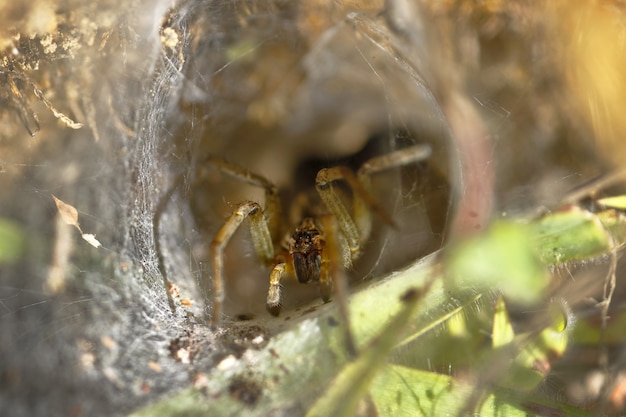 Photo araignée-loup (lycosidae) sur toile d'araignée