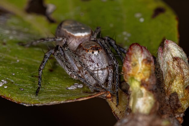 Araignée Lynx adulte femelle du genre Hamataliwa