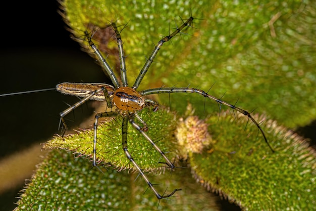 Araignée Lynx adulte