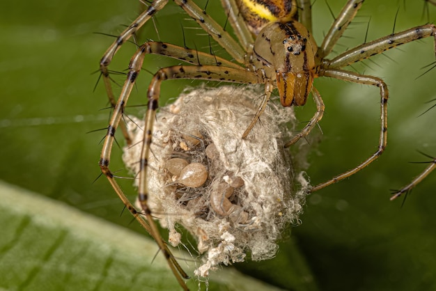 Araignée de lynx femelle adulte