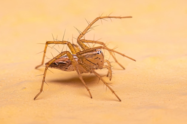 Araignée Lynx rayée femelle