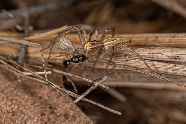 Araignée Lynx rayée