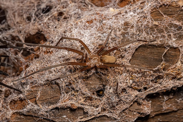 Photo l'araignée de la maison du sud