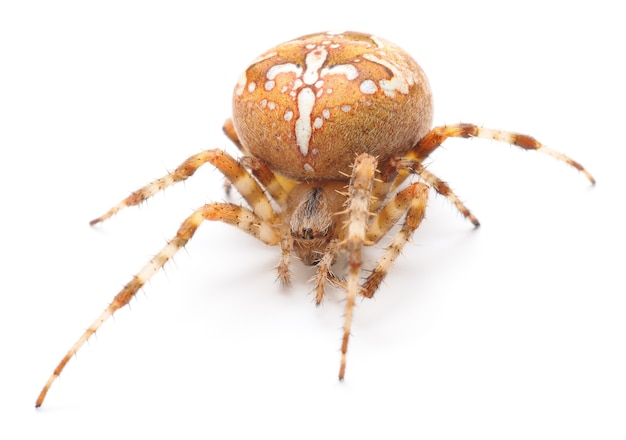 Araignée de maison isolée sur fond blanc