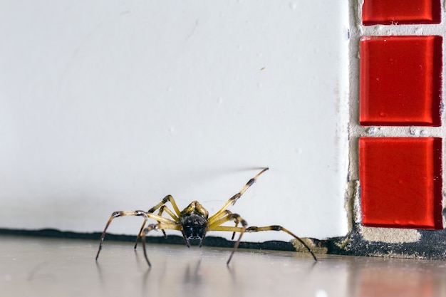 Araignée marchant sur le sol, grand arachnide caché à l'intérieur de la maison, sol sale