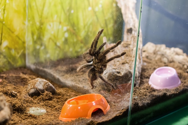 Araignée nhandu vulping dans un gros plan de terrarium