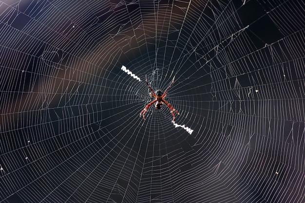 Une araignée noire et son filet désordonné, une mise au point peu profonde avec un arrière-plan flou