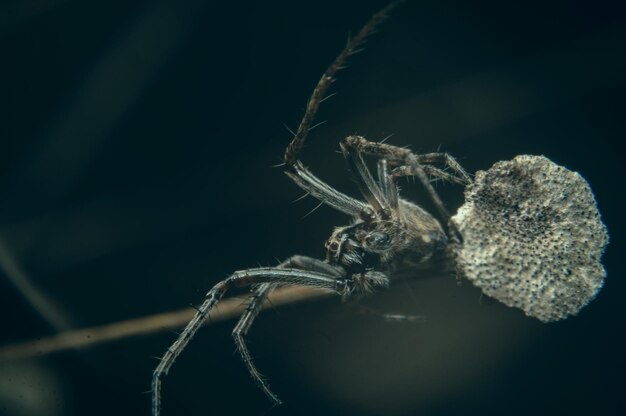 Photo une araignée avec un oiseau sur le dos