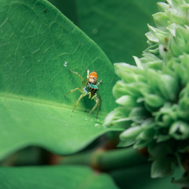 Araignée Orange sur la feuille