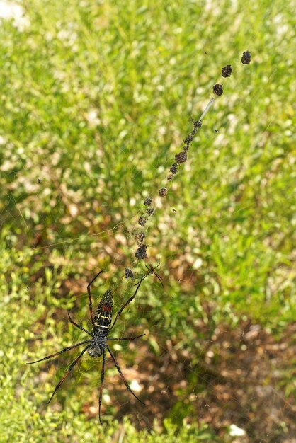 Araignée orbe dorée à pattes rouges femelle - Nephila inaurata madagascariensis, reposant sur son nid, soleil sur des buissons flous en arrière-plan.