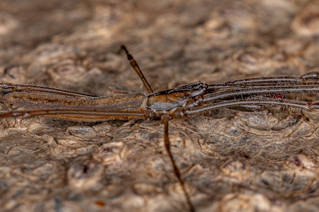 Araignée Orbweaver à longue mâchoire du genre Tetragnatha