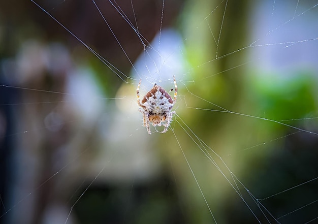 Araignée OrbWeaver à queue libre Eriovixia sp Famille des Araneidae Ordre des Aranaea