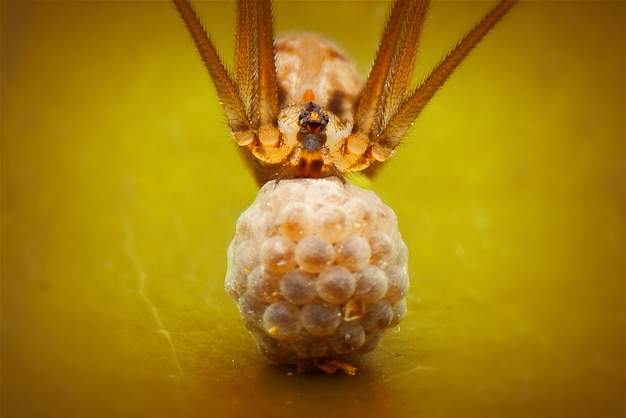 l'araignée porte l'œuf